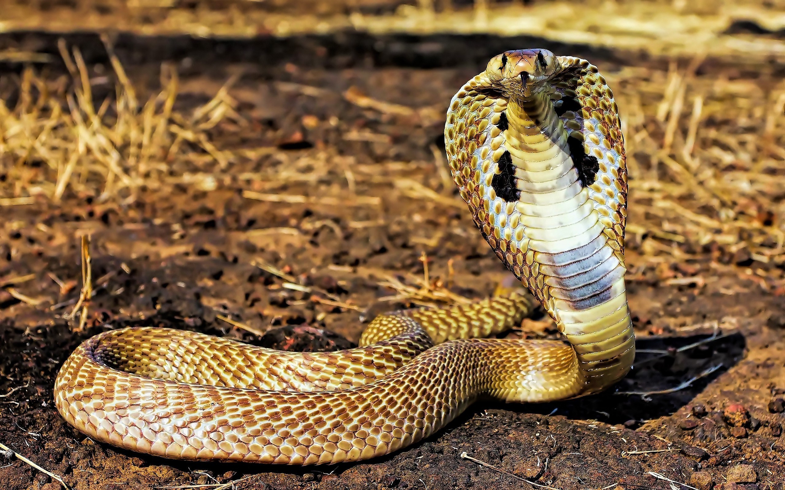 Animals Snake Reptiles Cobra Wallpapers Hd / Desktop - King Cobra
