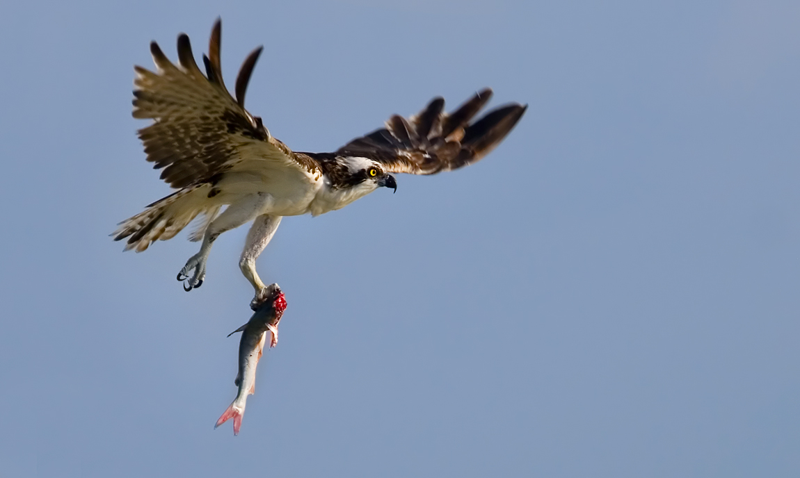 fondo de pantalla elang bergerak,pájaro,águila,ave de rapiña,accipitriformes,ala