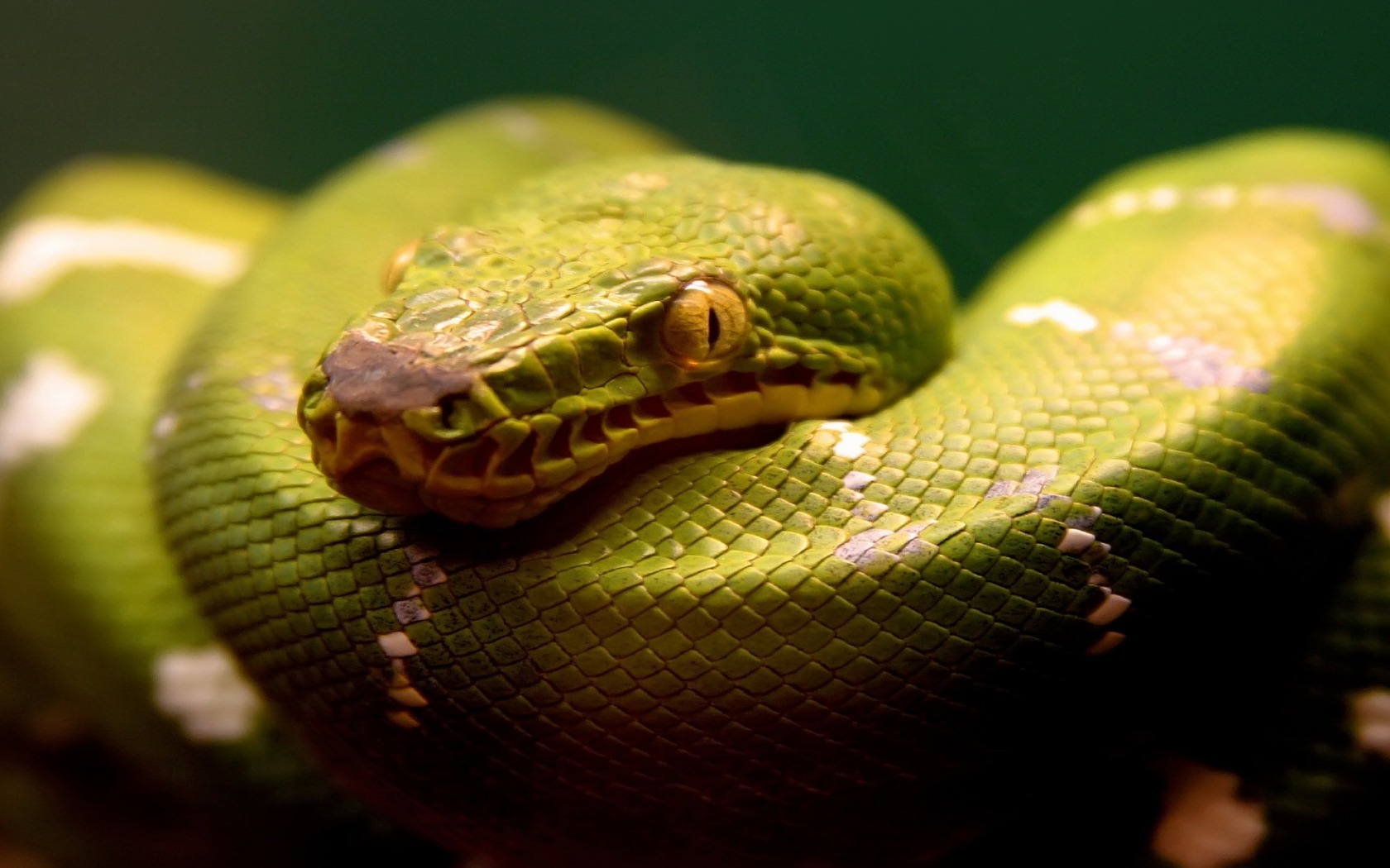 snake wallpaper download,python family,reptile,serpent,python,snake