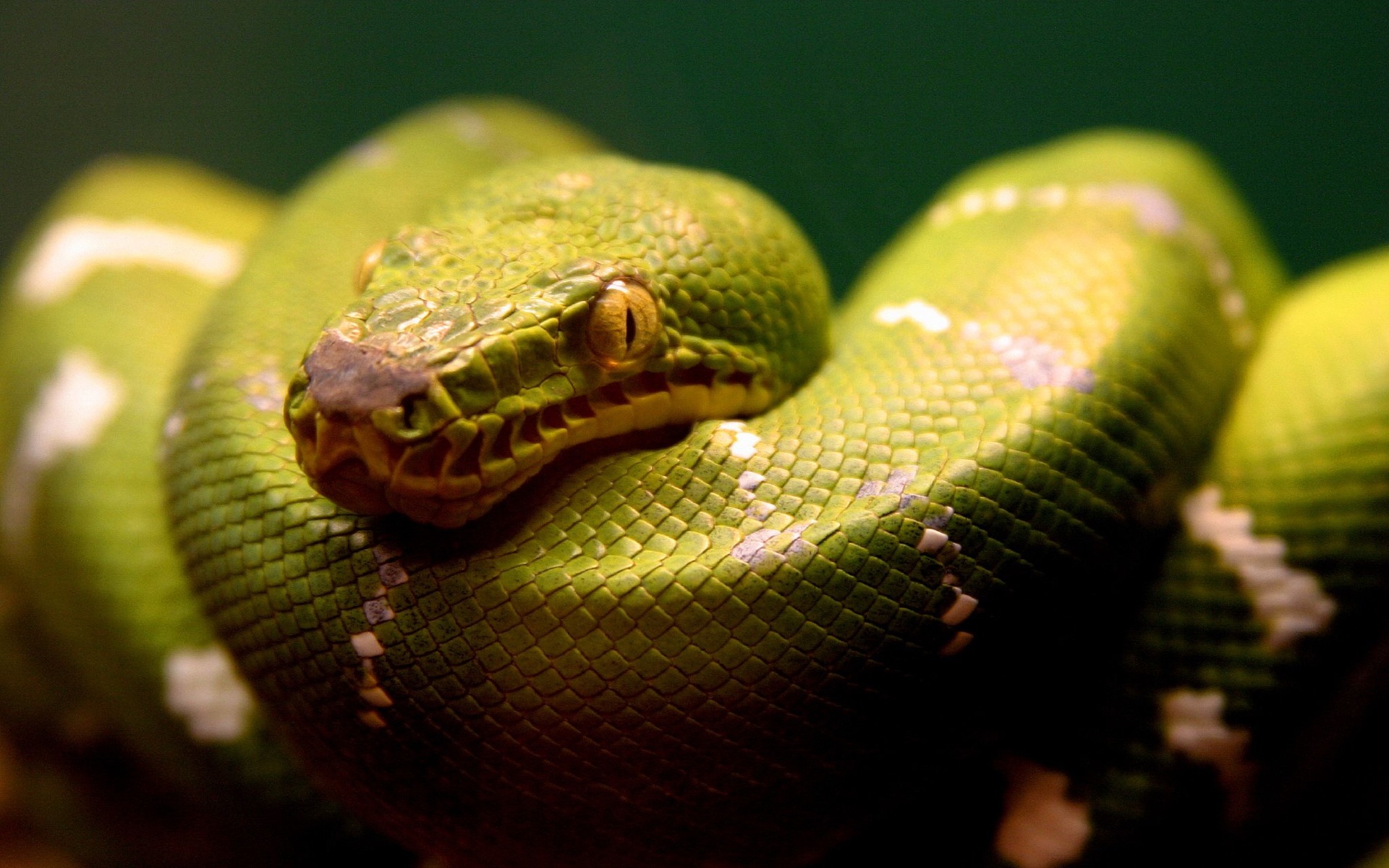 snake wallpaper download,python family,serpent,reptile,python,snake