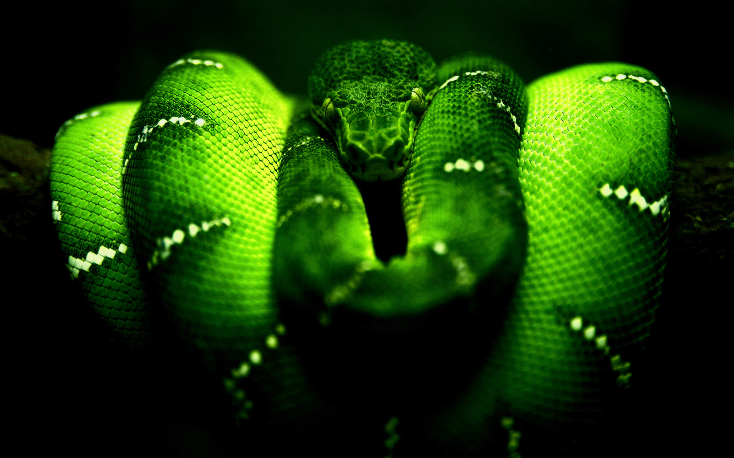 snake wallpaper download,green,serpent,western green mamba,snake,mamba