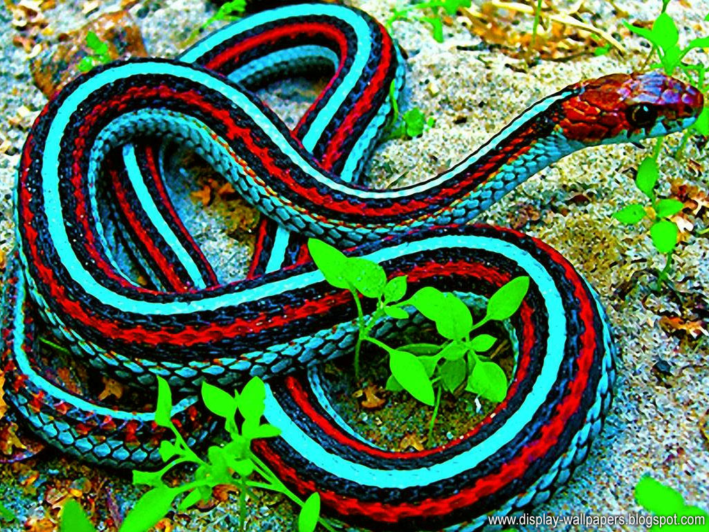 snake wallpaper download,common garter snake,ribbon snake,plains gartersnake,serpent,garter snake