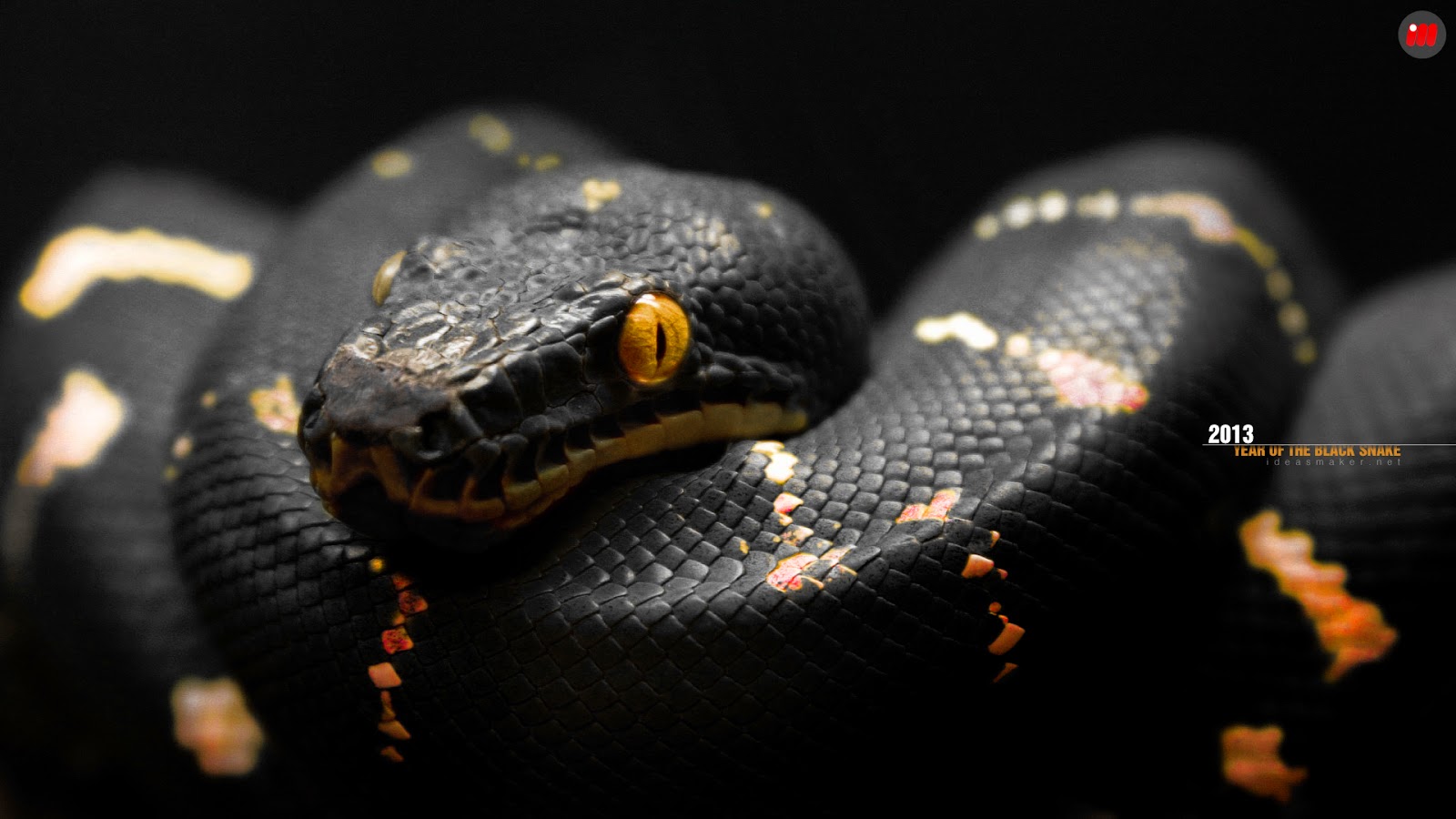 snake wallpaper full hd,reptile,serpent,snake,scaled reptile,python family