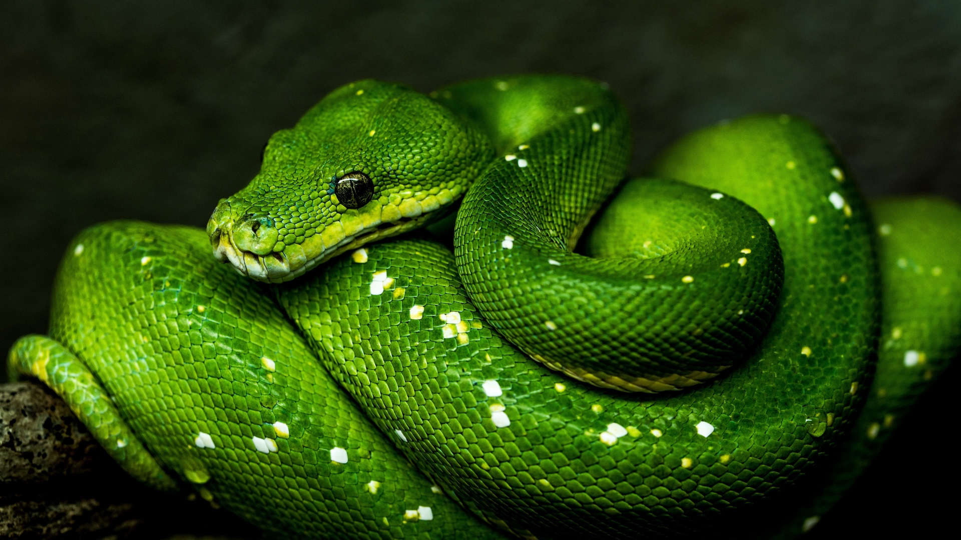 ヘビ壁紙フルhd,爬虫類,ヘビ,蛇,なめらかなヘビ,緑