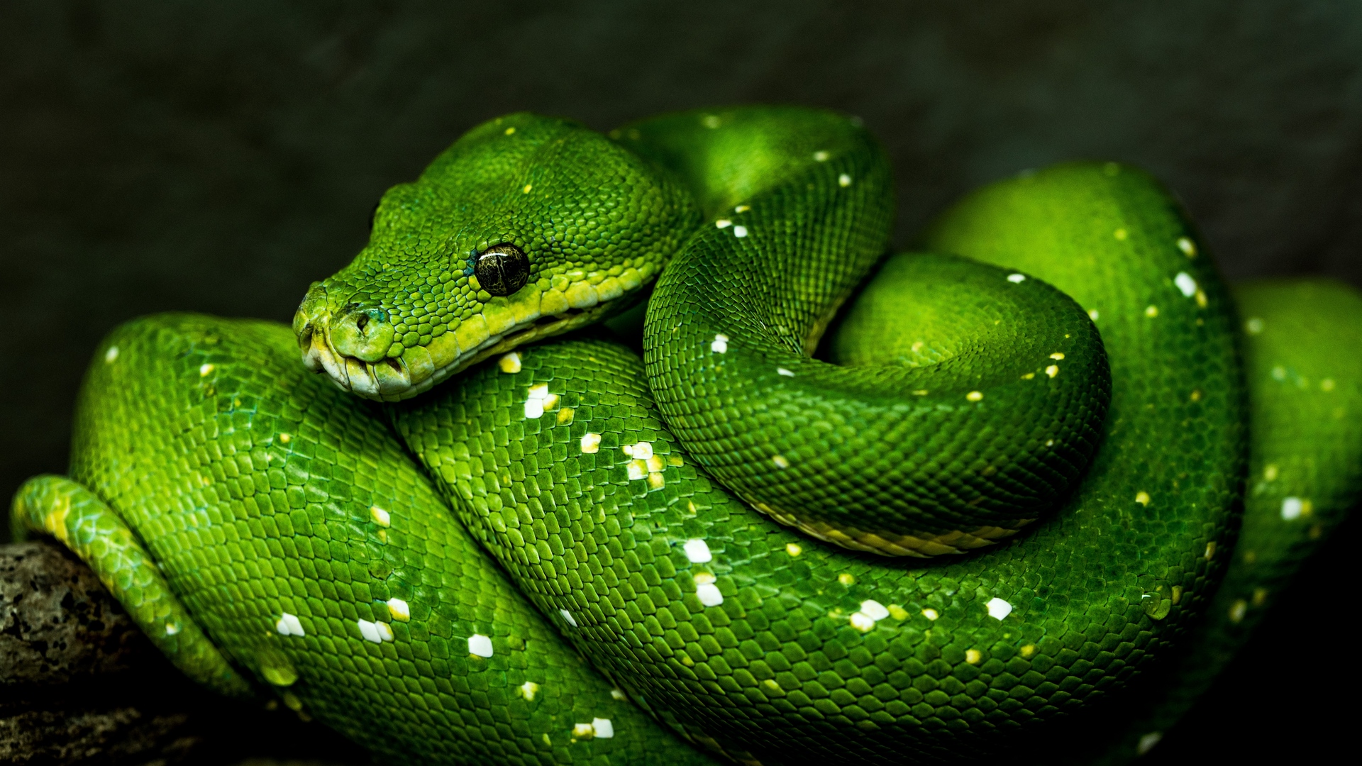 snake wallpaper full hd,reptile,snake,serpent,smooth greensnake,scaled reptile