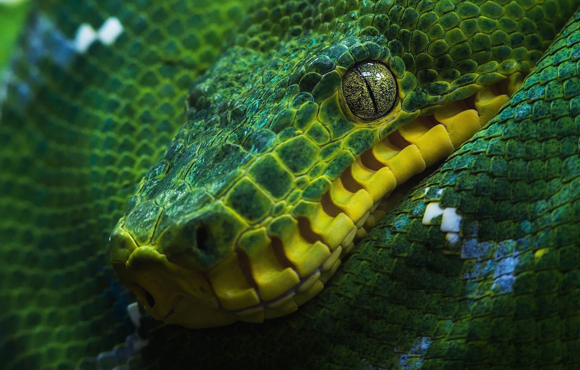 schlangentapete full hd,reptil,schlange,schlange,python familie,grün
