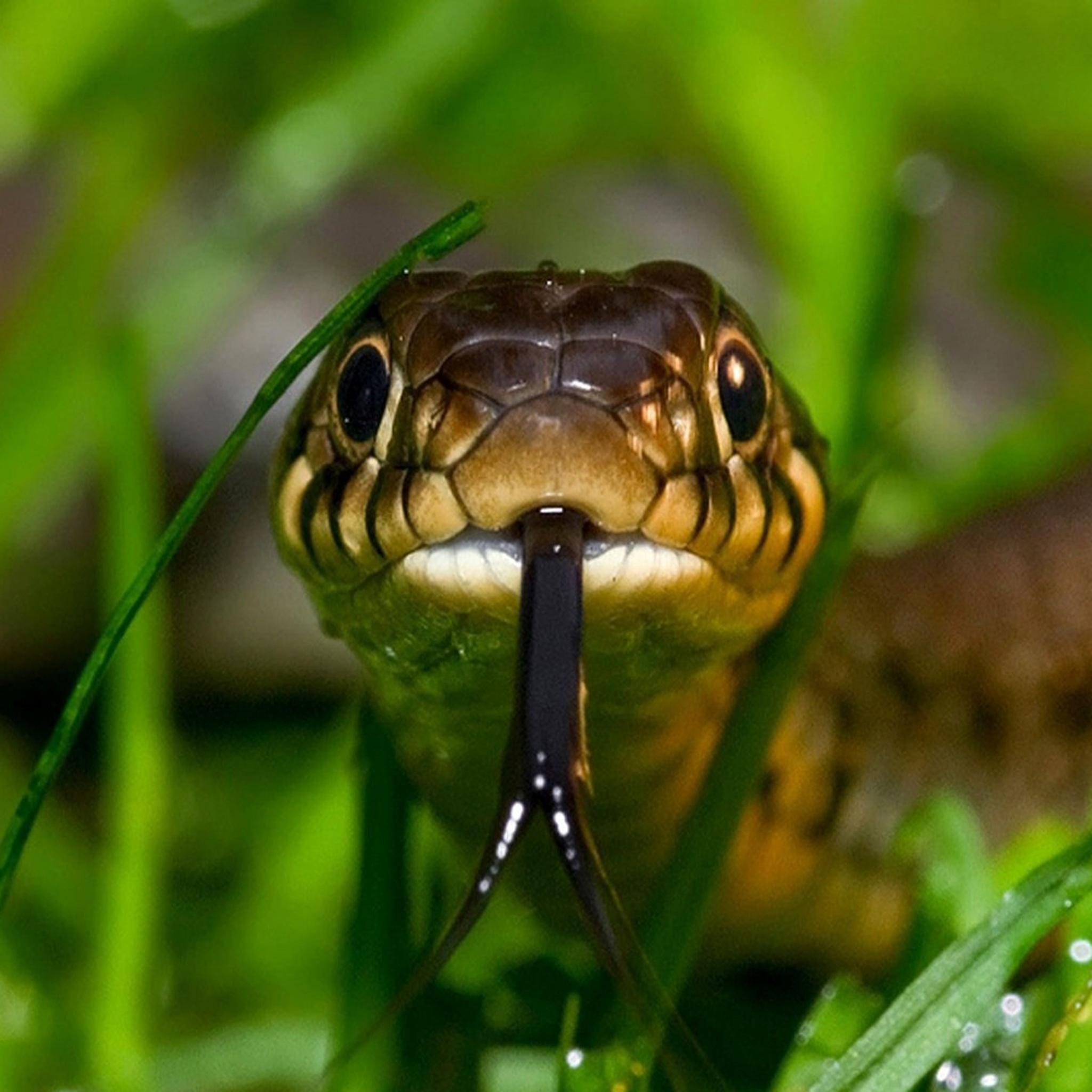 carta da parati serpente full hd,serpente,rettile,giarrettiera,elapidae,animale terrestre