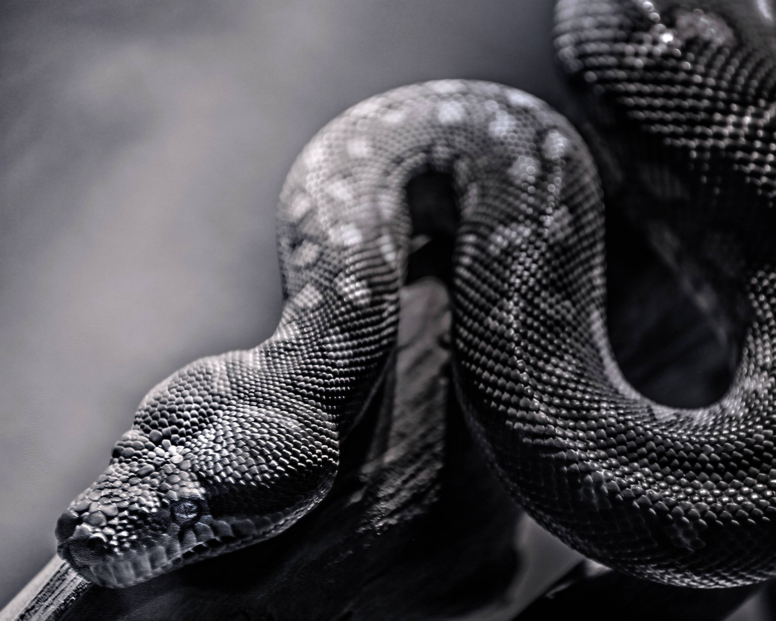 serpiente fondo de pantalla full hd,serpiente,serpiente,reptil,negro,pitón
