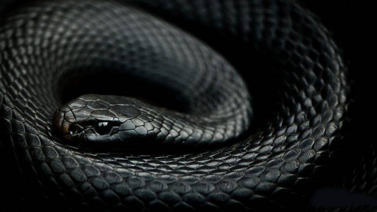serpent fond d'écran full hd,serpent,serpent,reptile,black mamba,noir