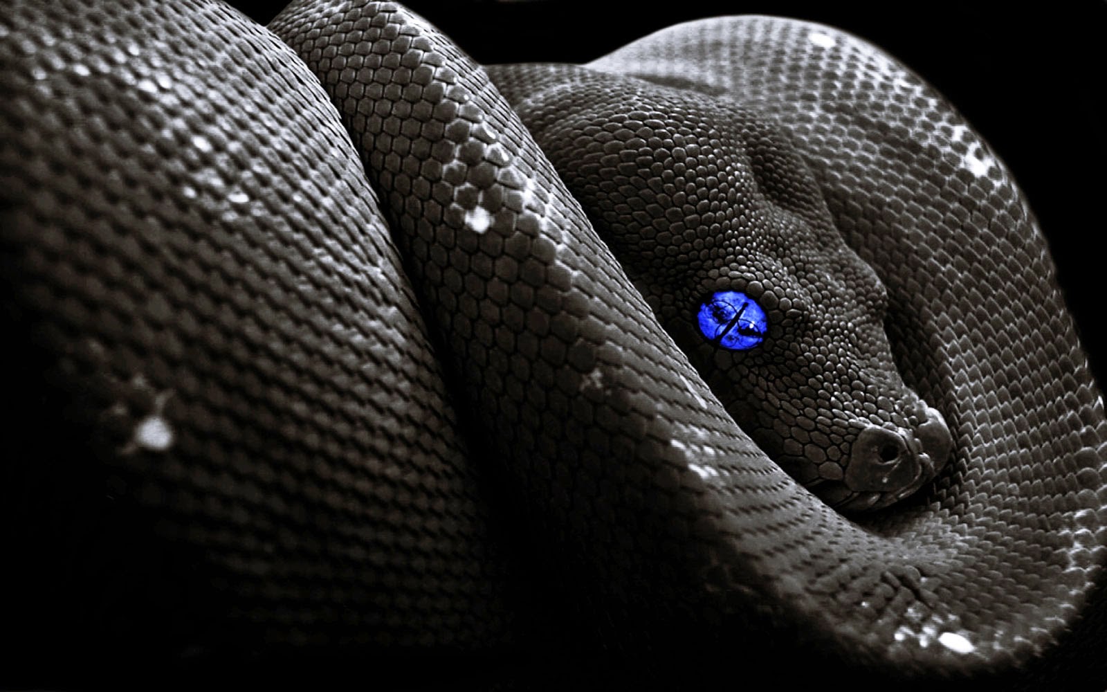 serpent fond d'écran full hd,serpent,serpent,reptile,famille python,elapidae