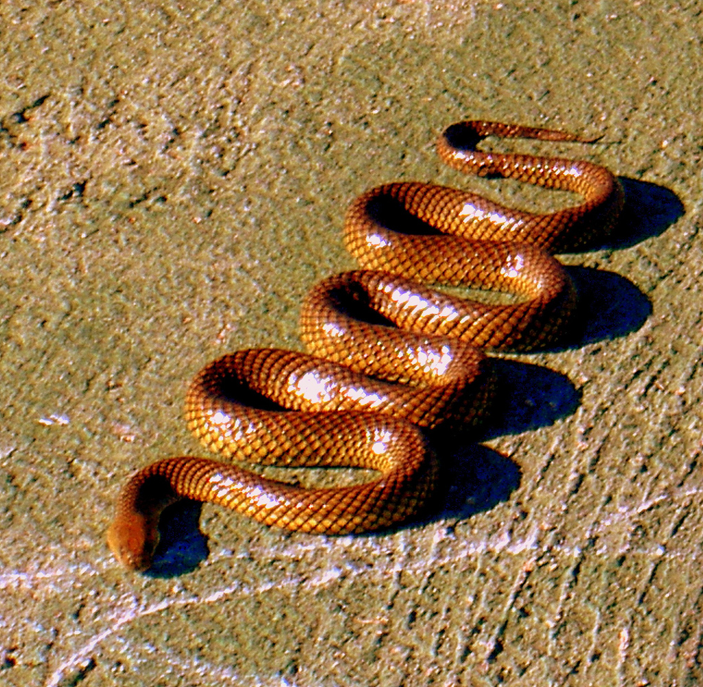 gran fondo de pantalla de serpiente,serpiente,reptil,elapidae,animal terrestre,serpiente