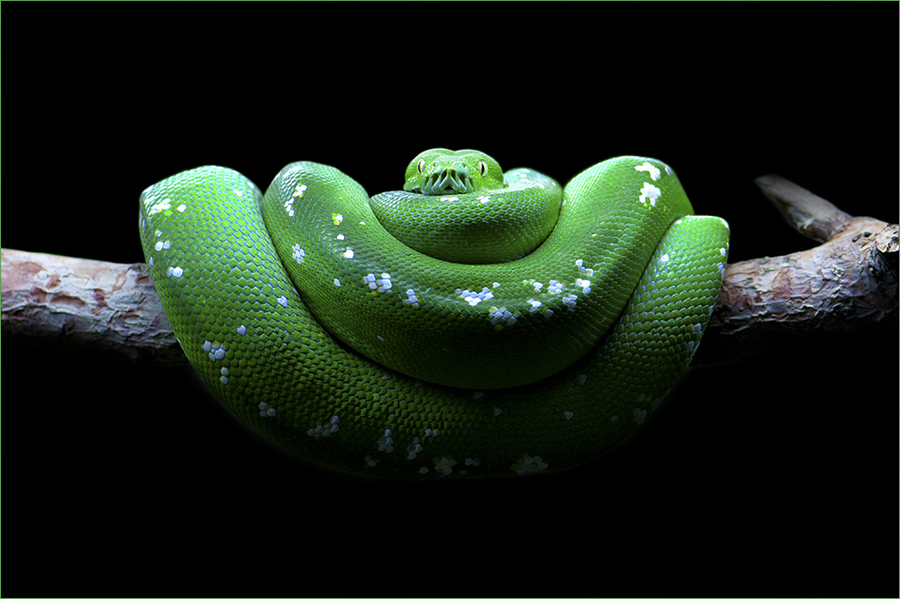 große schlangentapete,glatte grünschlange,grün,schlange,schlange,reptil