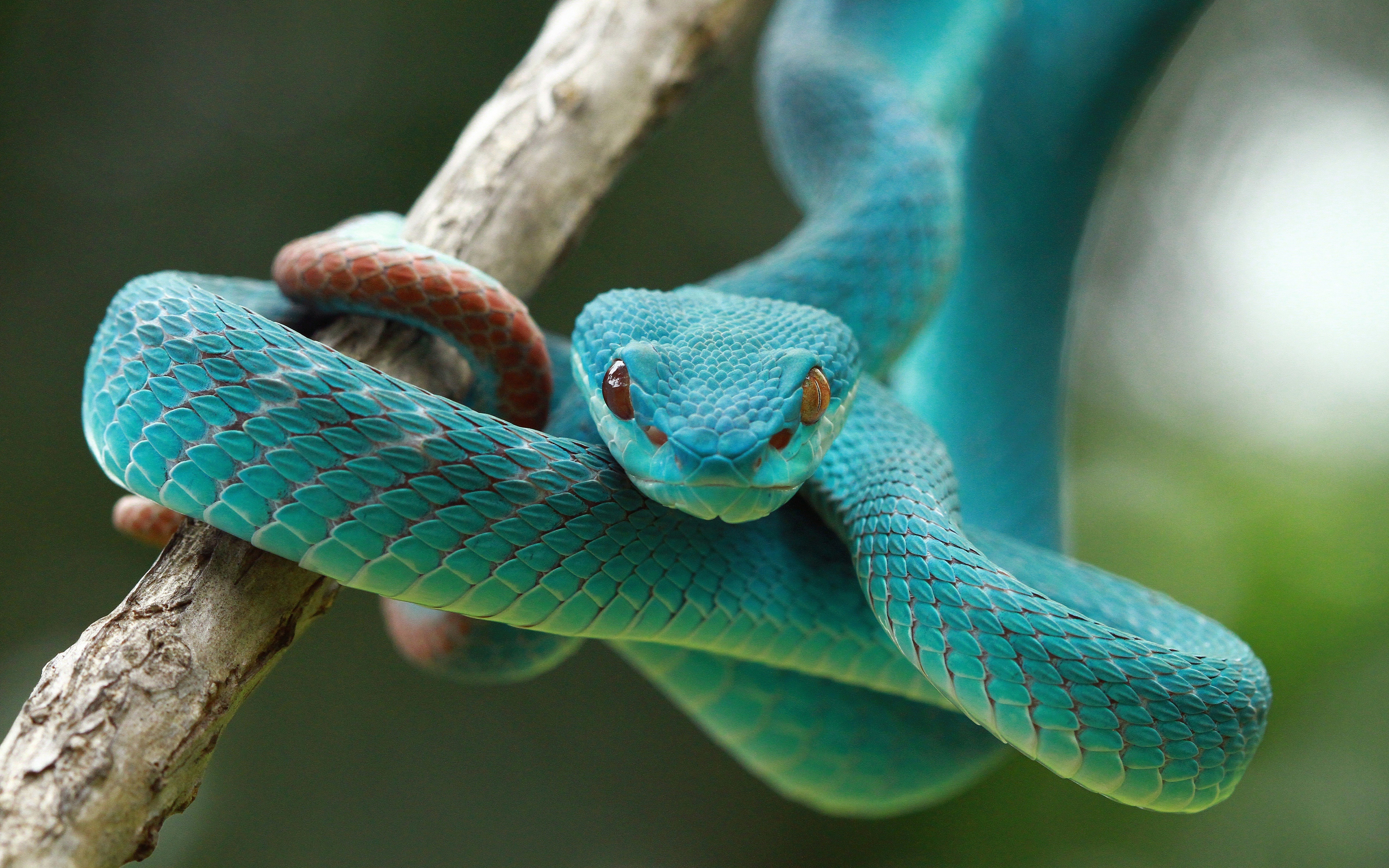 große schlangentapete,reptil,schlange,türkis,schlange,viper