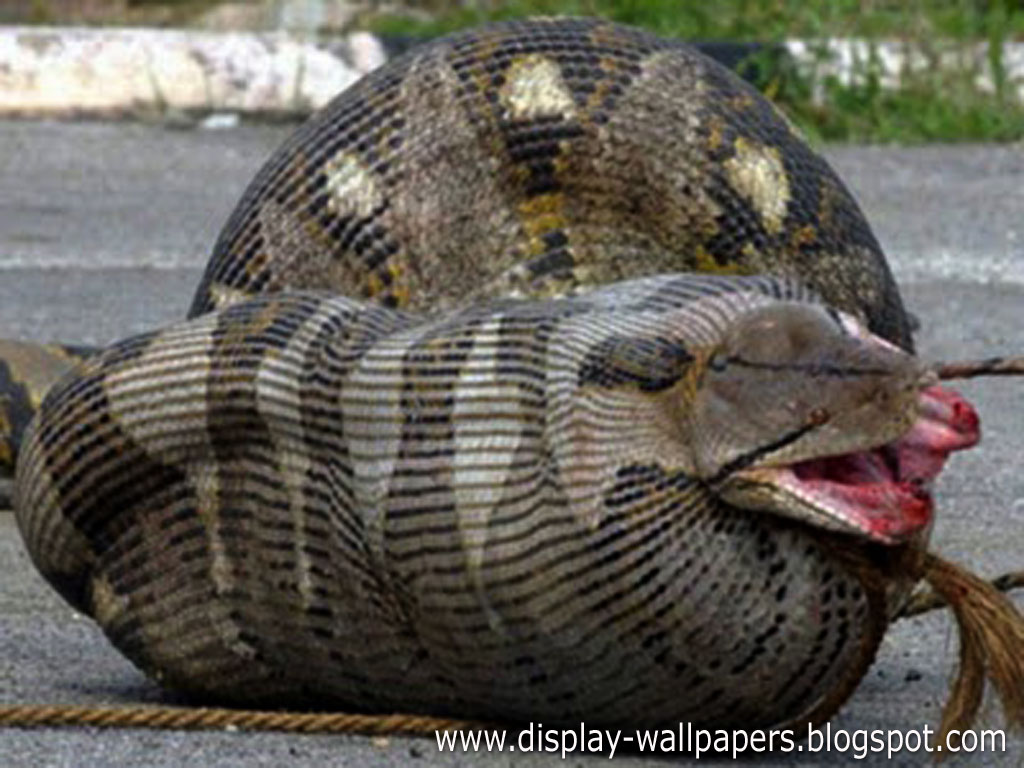 big snake wallpaper,vertebrate,reptile,python family,terrestrial animal,snake