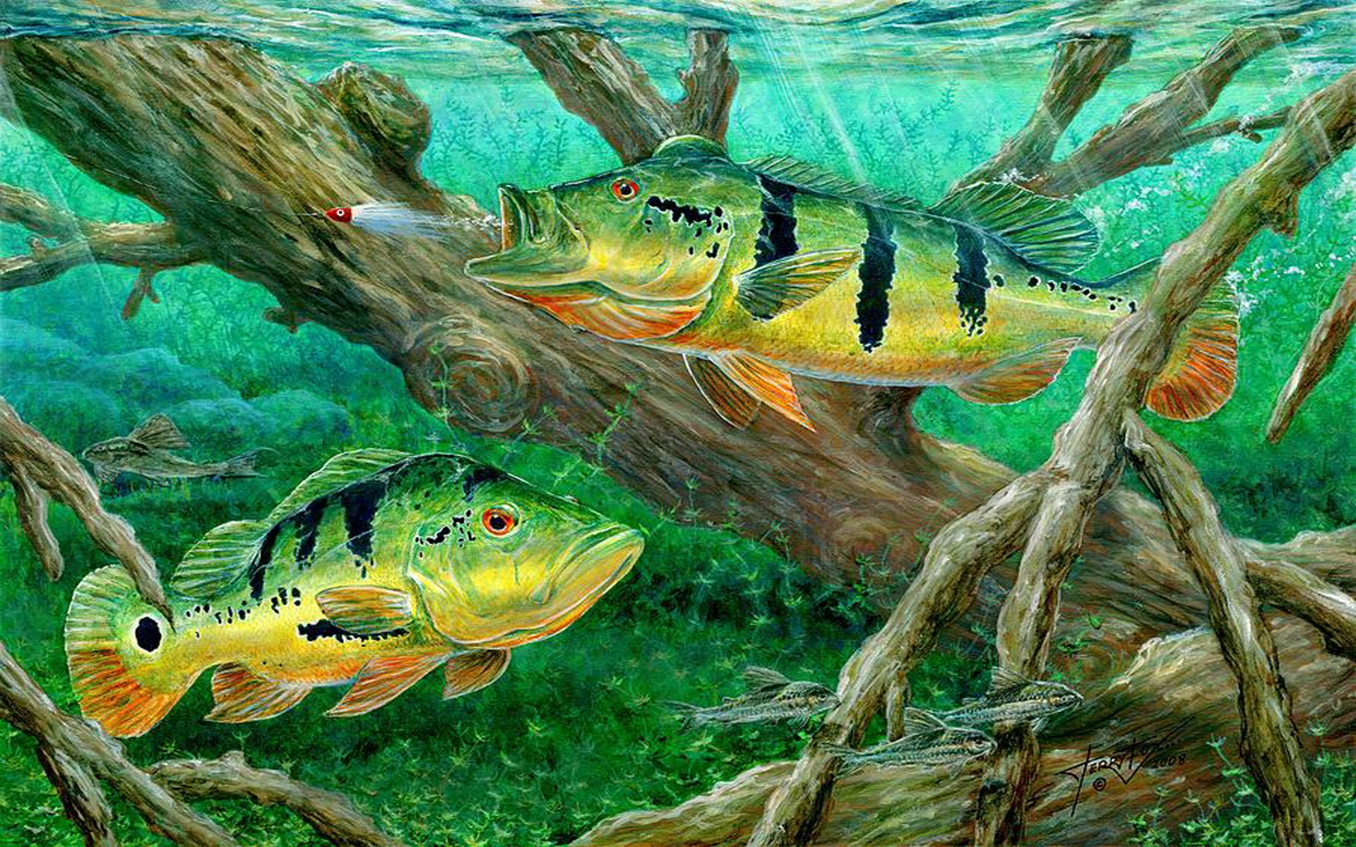 bass fishing wallpaper hd,fish,cichla,fish,marine biology,organism