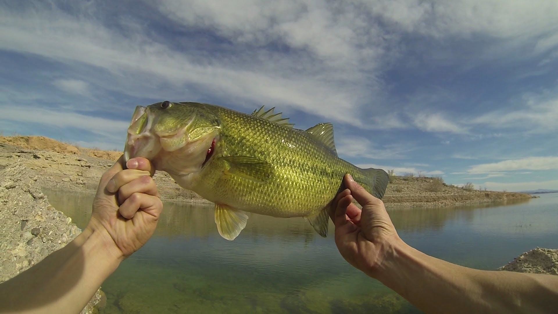 bass fishing fondos de pantalla hd,pez,bajo,pez,pescar,perca