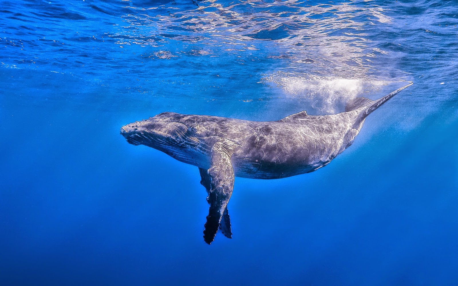 fond d'écran baleine bleue hd,l'eau,biologie marine,mammifère marin,sous marin,mer