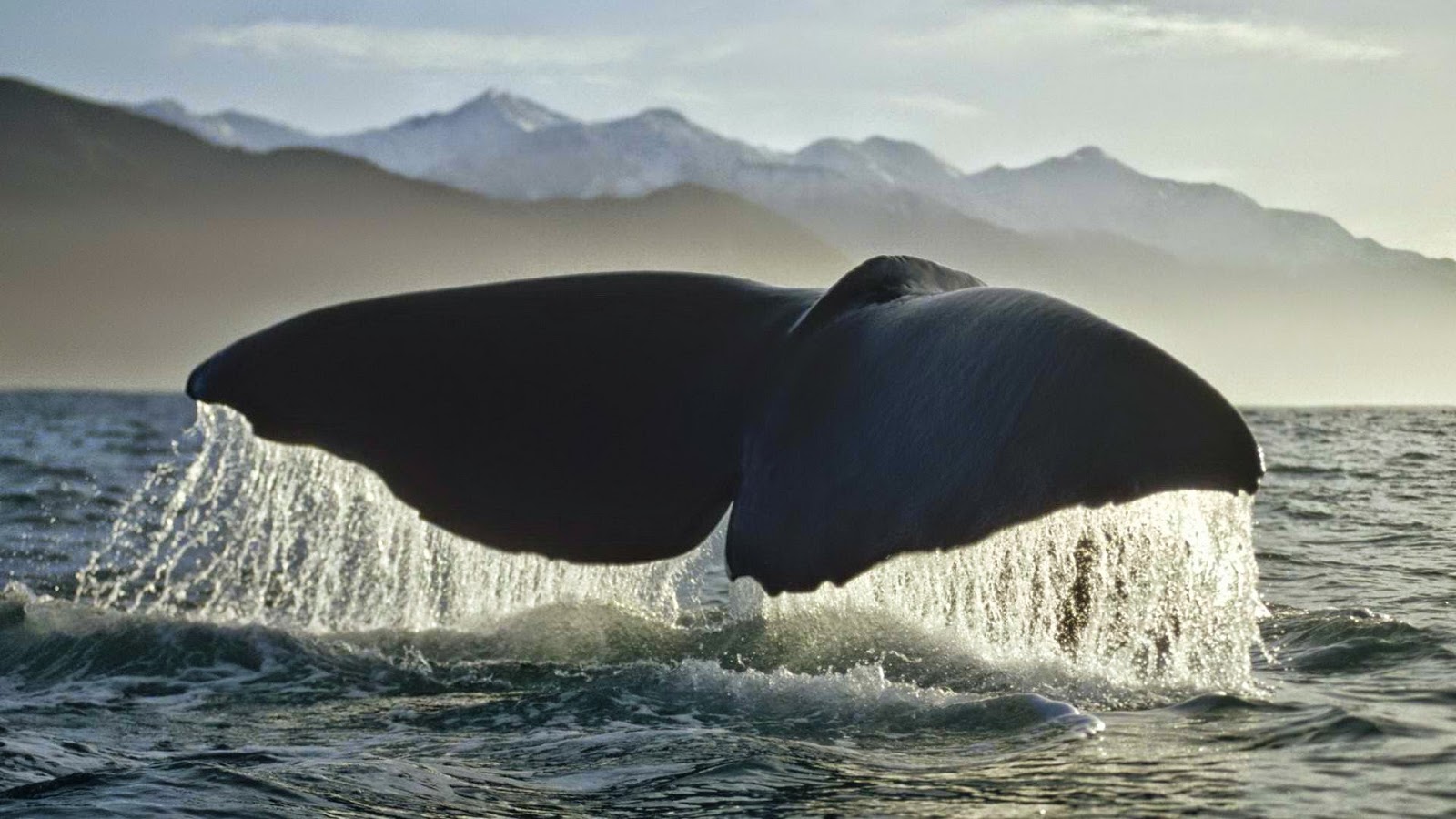 fond d'écran baleine bleue hd,mammifère marin,baleine,baleine à bosse,orque,baleine