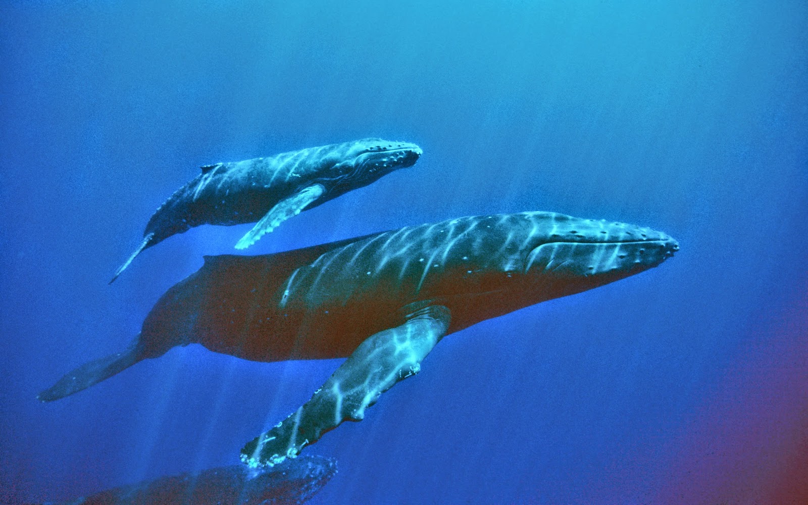 푸른 고래 벽지 hd,해양 포유류,해양 생물학,혹등 고래,고래,수중