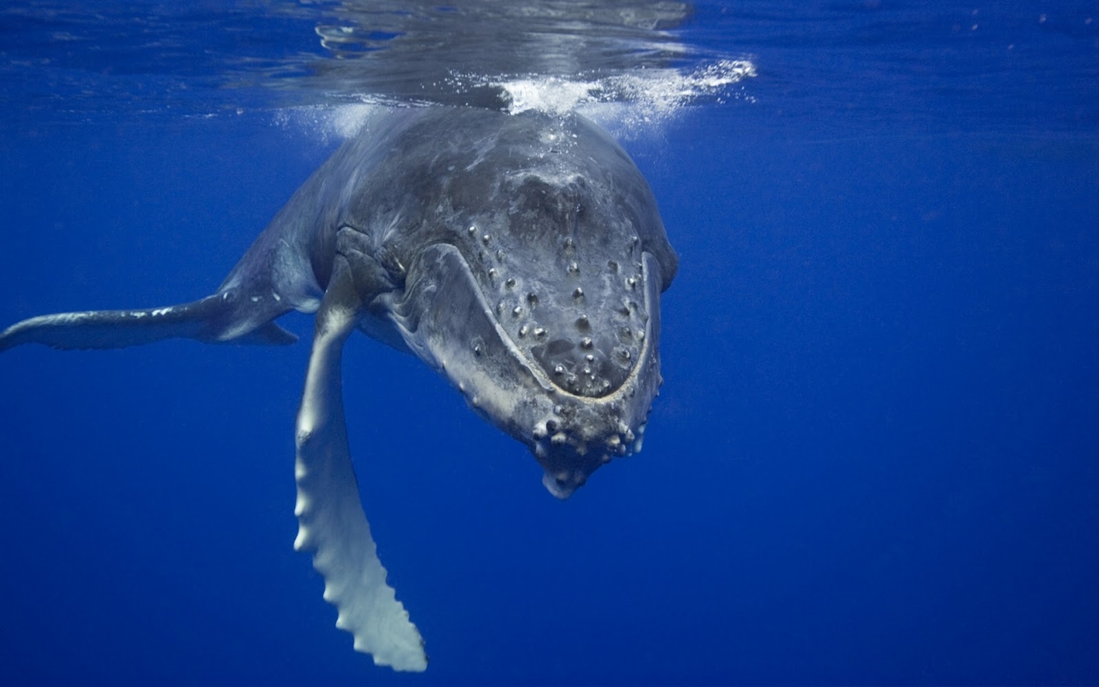 ballena azul fondos de pantalla hd,mamífero marino,agua,biología marina,delfín nariz de botella común,ballena jorobada