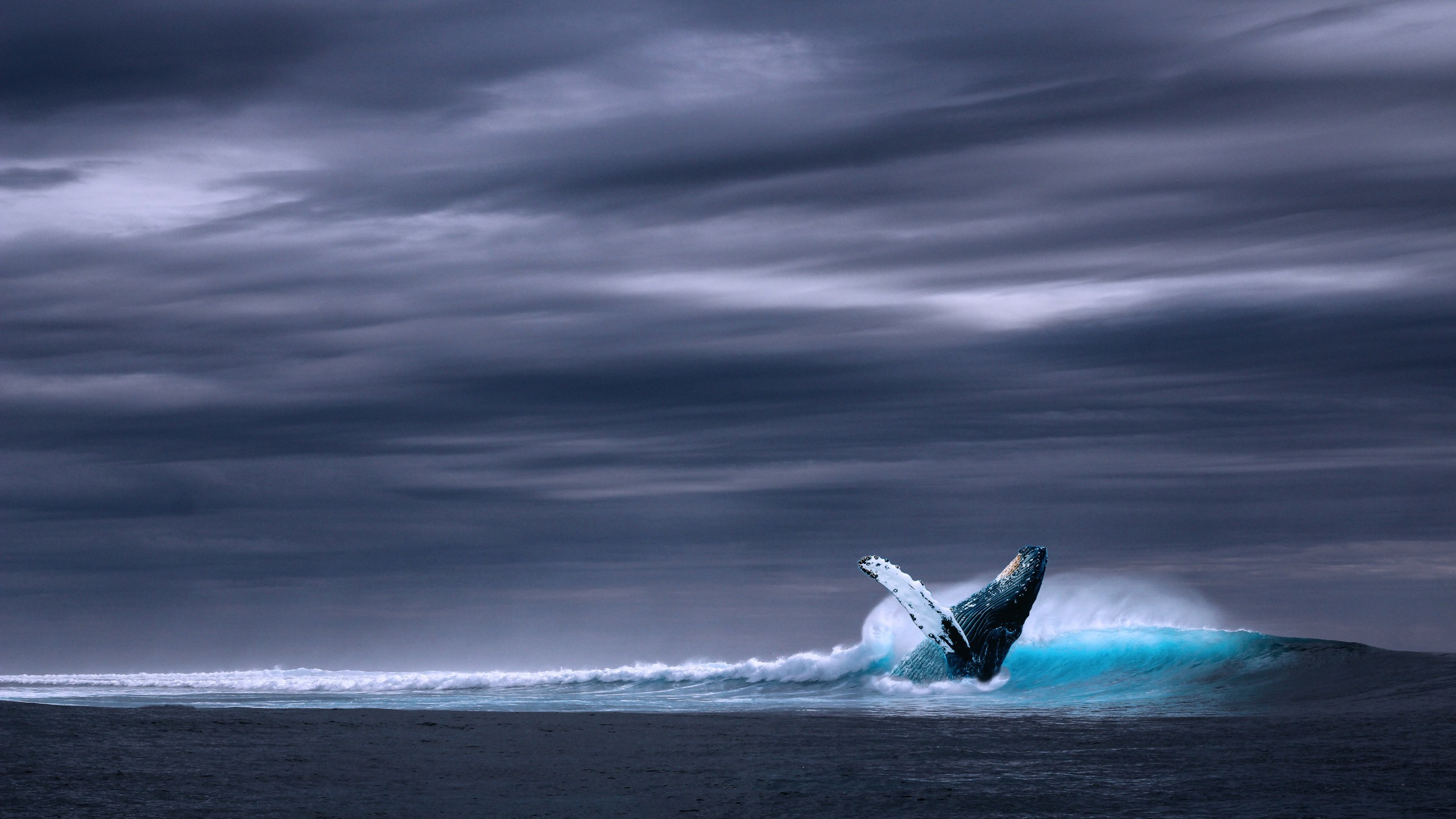 fond d'écran baleine bleue hd,vague,vague de vent,océan,mer,ciel