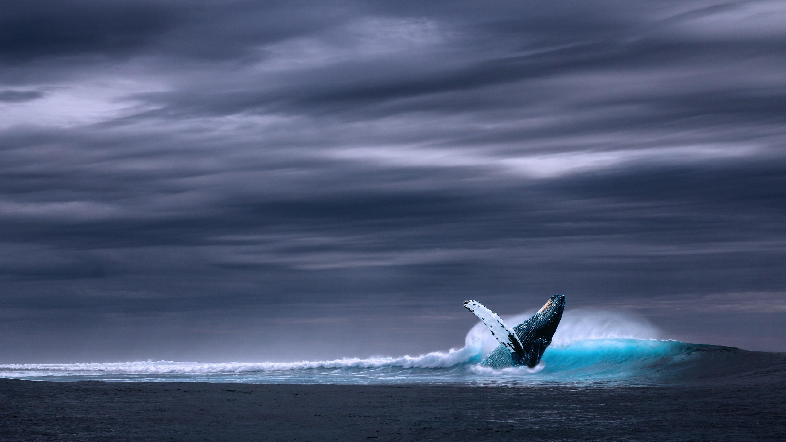 blauwal tapete hd,welle,windwelle,ozean,meer,himmel