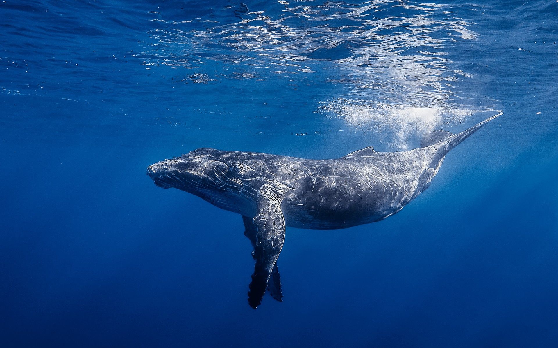 balena blu wallpaper hd,acqua,biologia marina,mammifero marino,subacqueo,mare