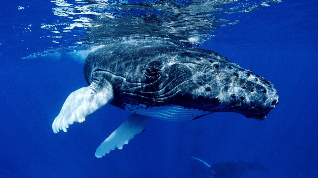 ballena azul fondos de pantalla hd,biología marina,mamífero marino,submarino,ballena jorobada,agua