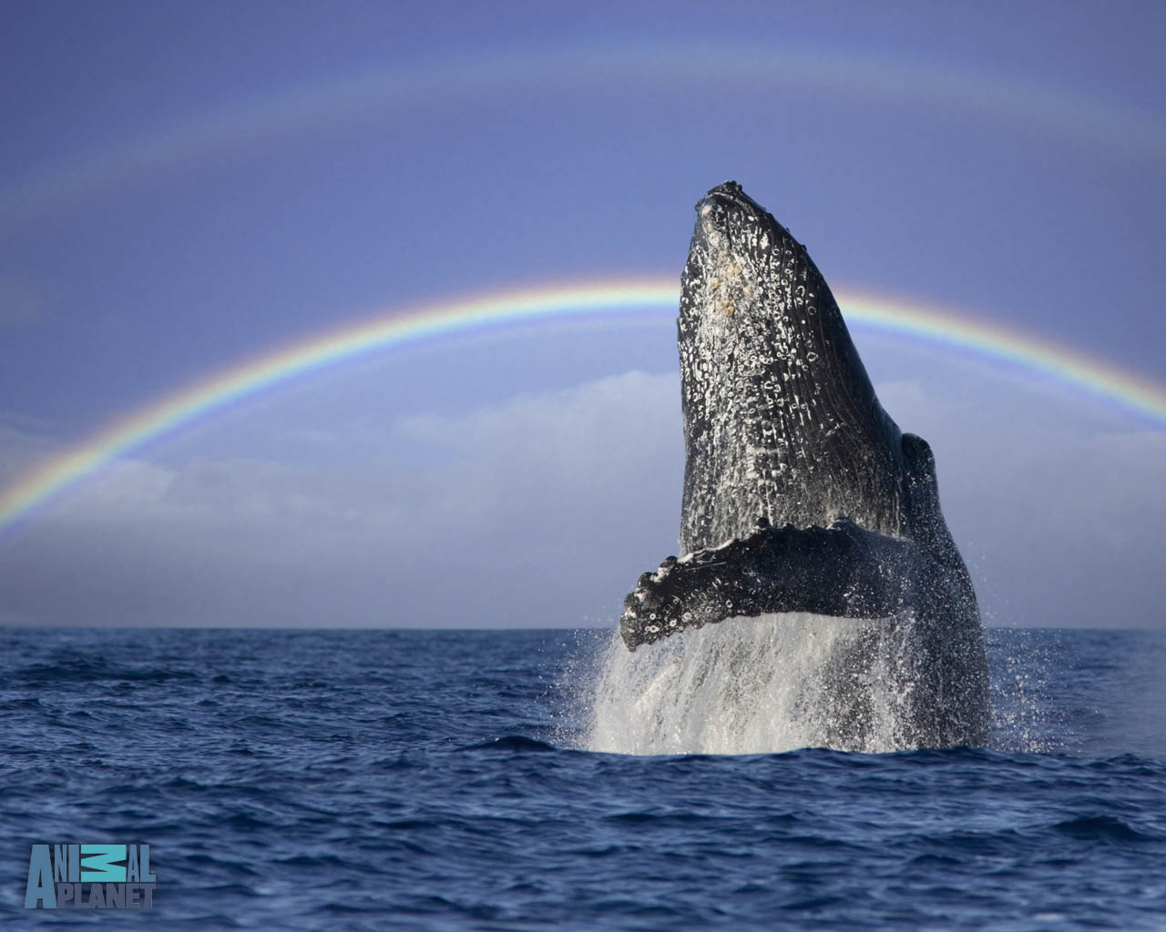 fond d'écran baleine bleue hd,mammifère marin,l'eau,océan,ciel,baleine