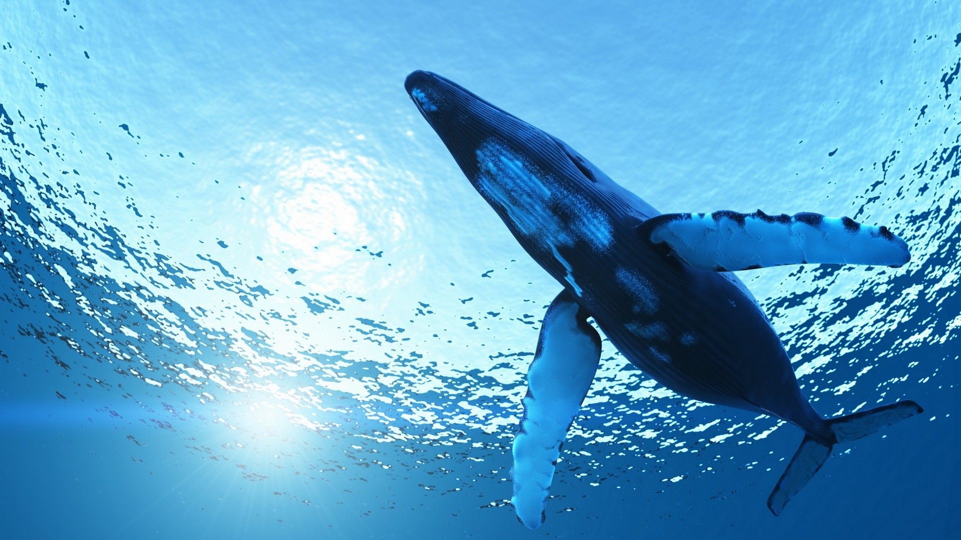 blue whale wallpaper hd,blue,shark,fin,marine mammal,water