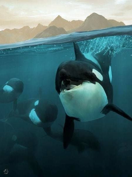 Free Orca Wallpaper Orca Wallpaper Download Wallpaperuse 1