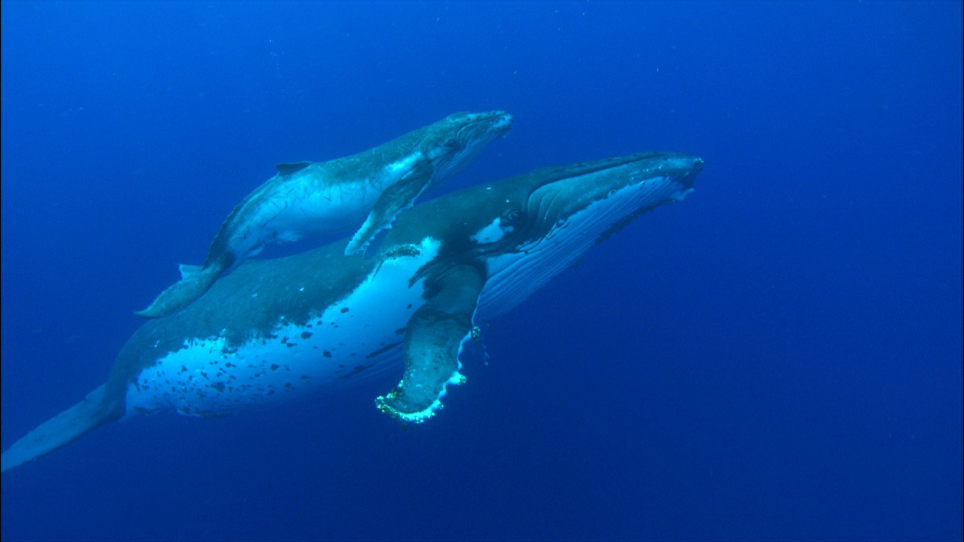 fond d'écran baleine bleue hd,mammifère marin,biologie marine,bleu,dauphin,sous marin
