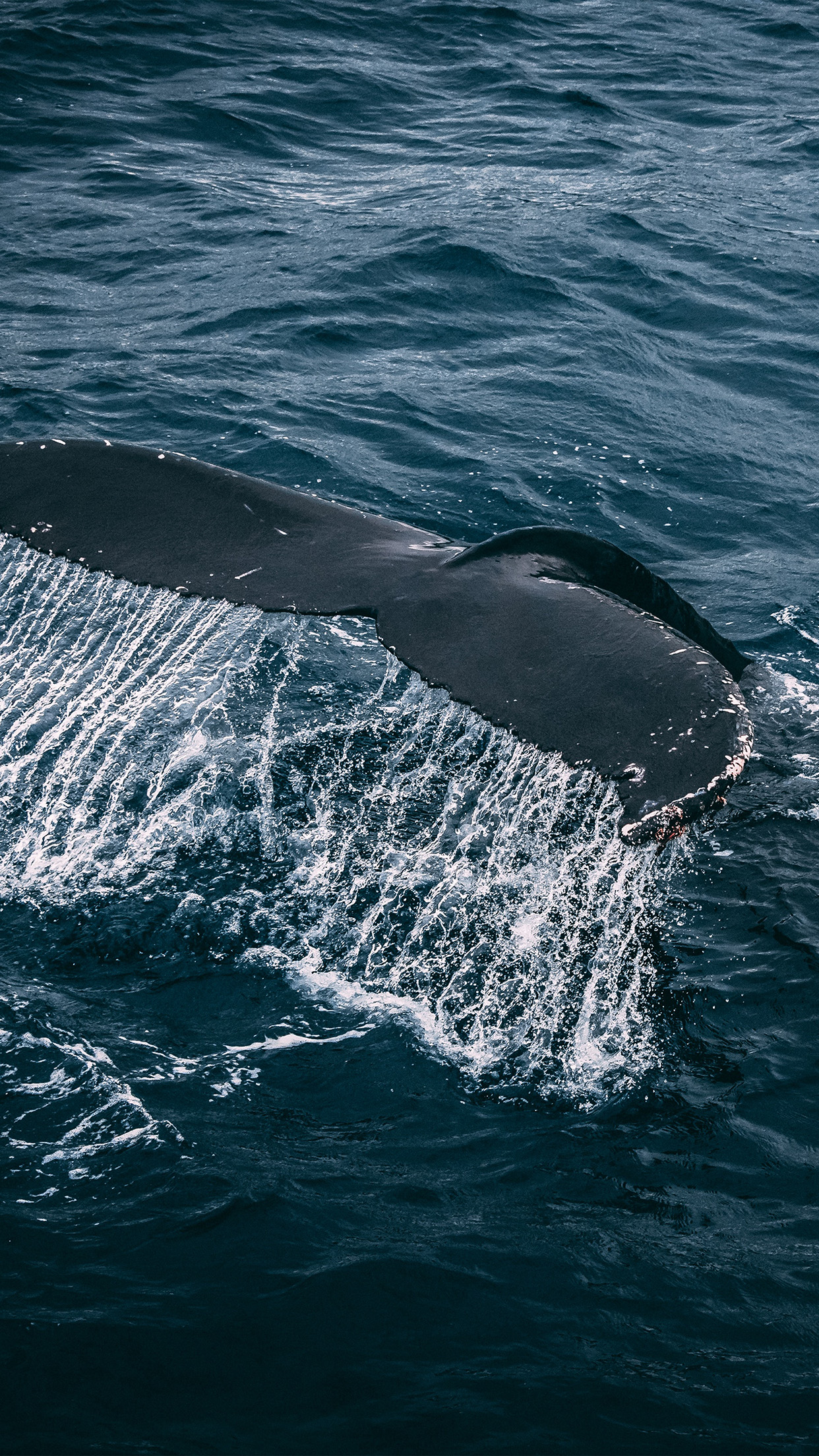クジラのiphone壁紙,海洋哺乳類,鯨,水,イルカ,ザトウクジラ