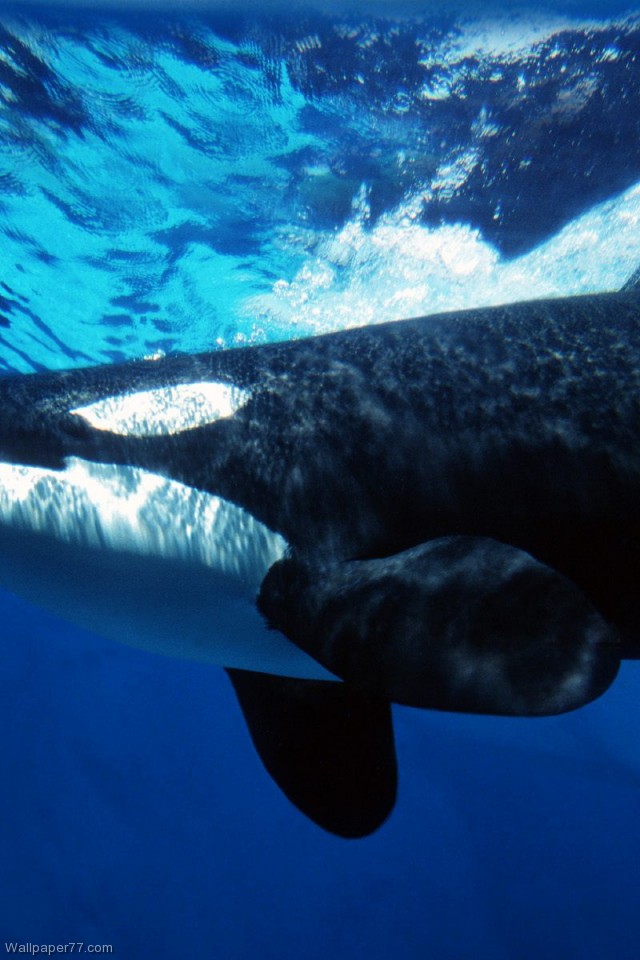 ballena fondo de pantalla para iphone,mamífero marino,agua,biología marina,ballena,cachalote