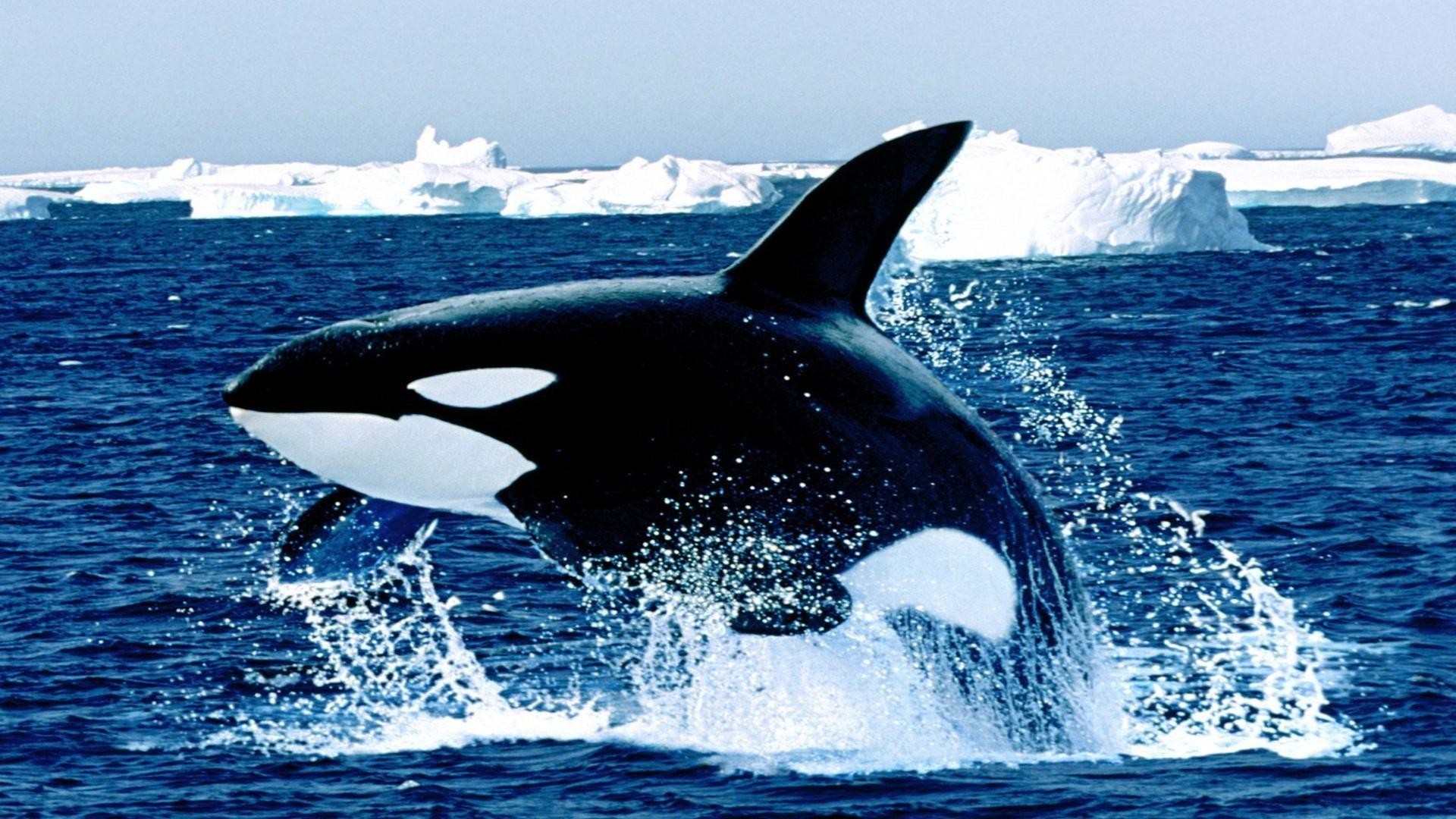 papier peint orque,orque,mammifère marin,biologie marine,baleine,océan