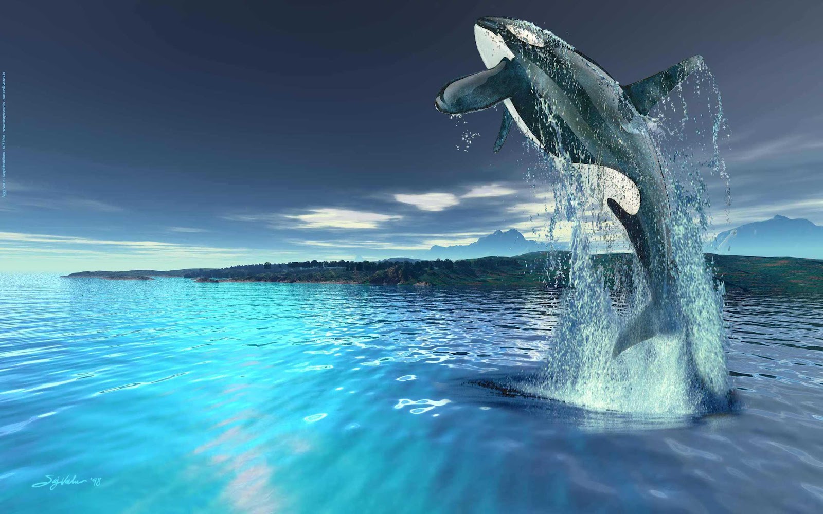 killer whale wallpaper,water,dolphin,marine mammal,common bottlenose dolphin,cetacea