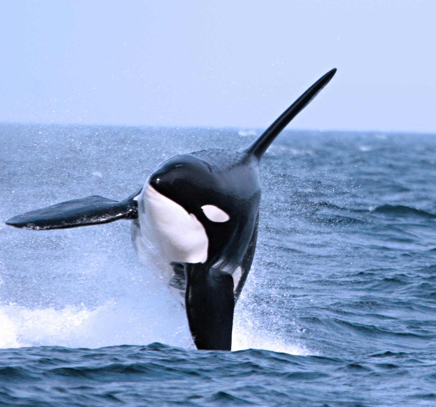 シャチの壁紙 シャチ 海洋哺乳類 鯨 海洋生物学 ザトウクジラ Wallpaperuse