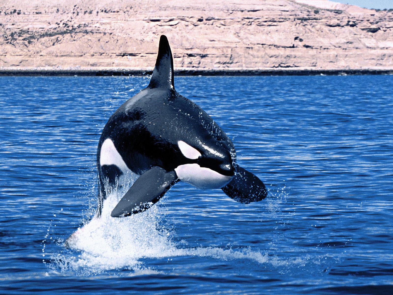 fondo de pantalla de orca,orca,mamífero marino,biología marina,ballena,delfín