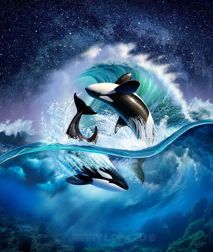 fondo de pantalla de orca,delfín,orca,mamífero marino,delfín común de pico corto,cielo