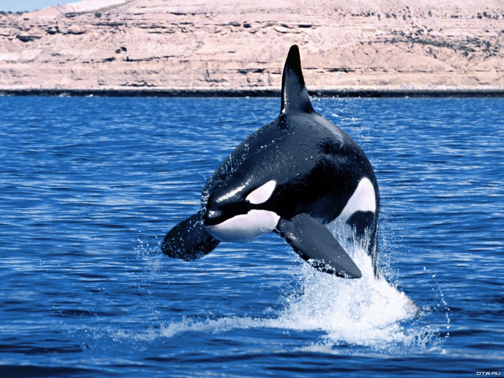 papier peint orque,orque,mammifère marin,biologie marine,baleine,dauphin