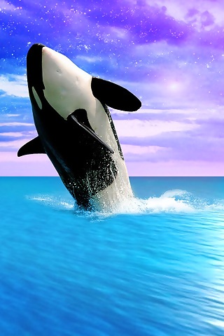 papier peint orque,orque,mammifère marin,dauphin,biologie marine,baleine