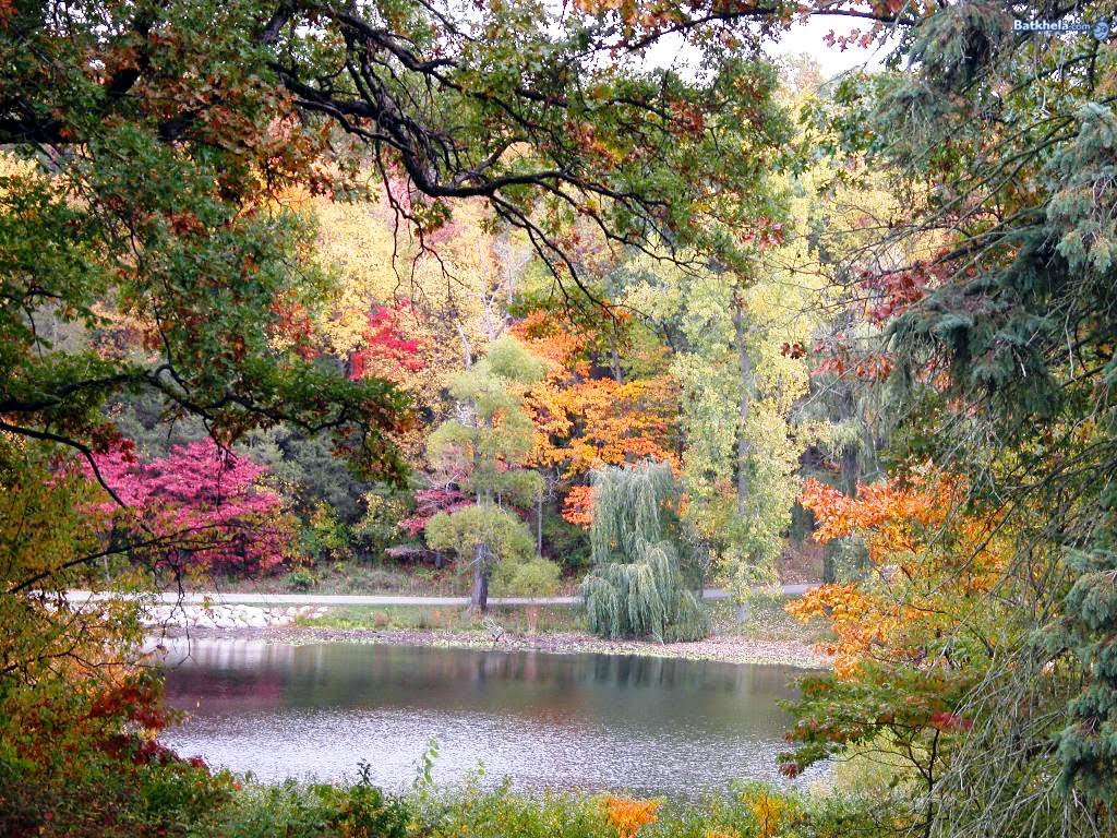 sfondi molto carini,paesaggio naturale,natura,albero,foglia,autunno