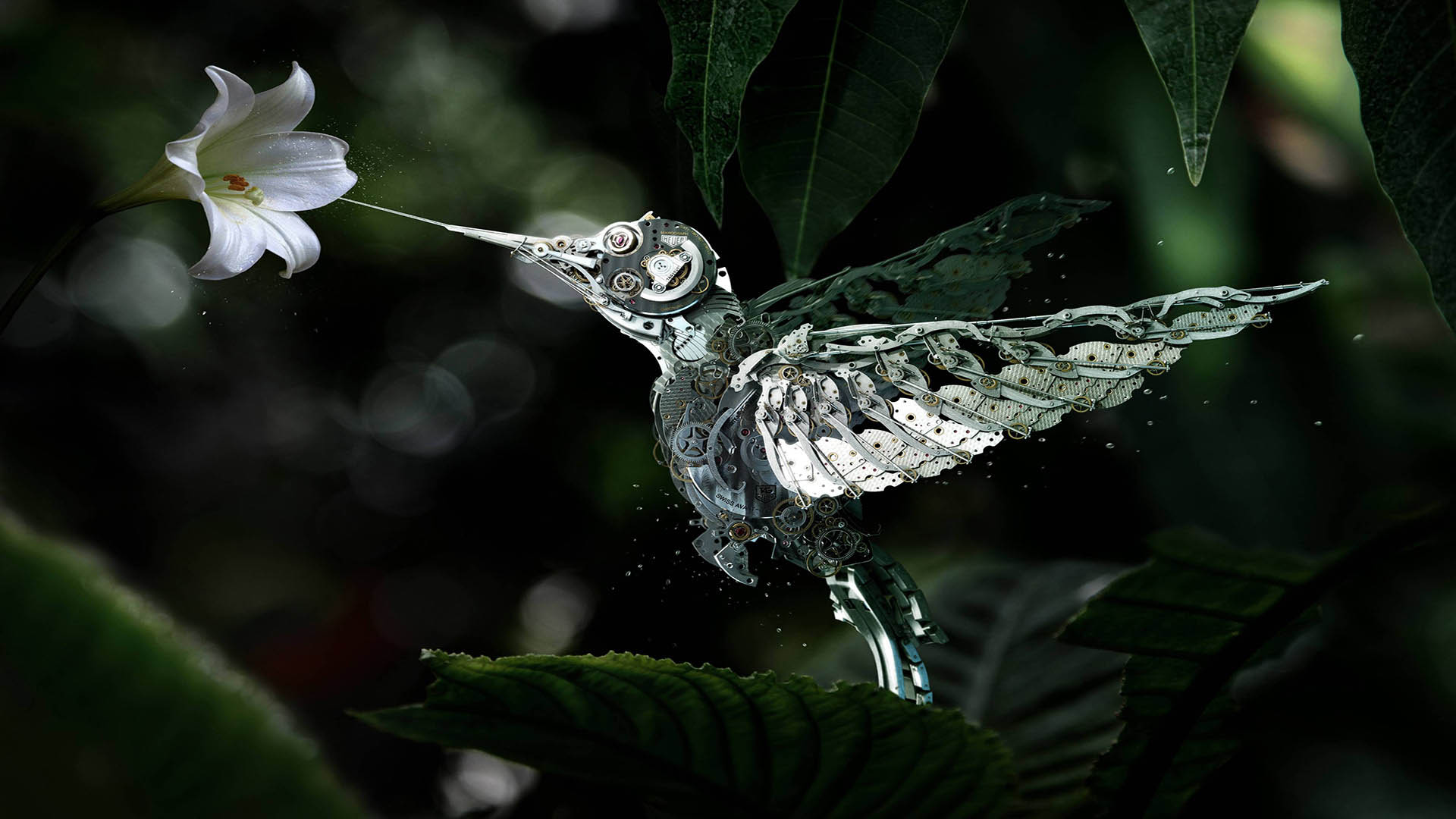 fondos de pantalla muy bonitos,colibrí,pájaro,agua,ala,hoja