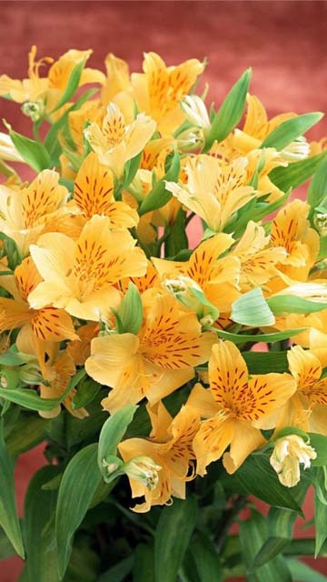 www 아름다운 벽지 com,꽃,꽃 피는 식물,식물,페루 백합,백합
