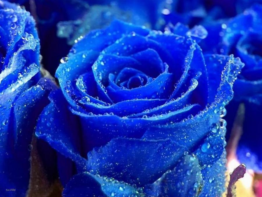 très jolis fonds d'écran,rose,rose bleue,bleu,roses de jardin,l'eau