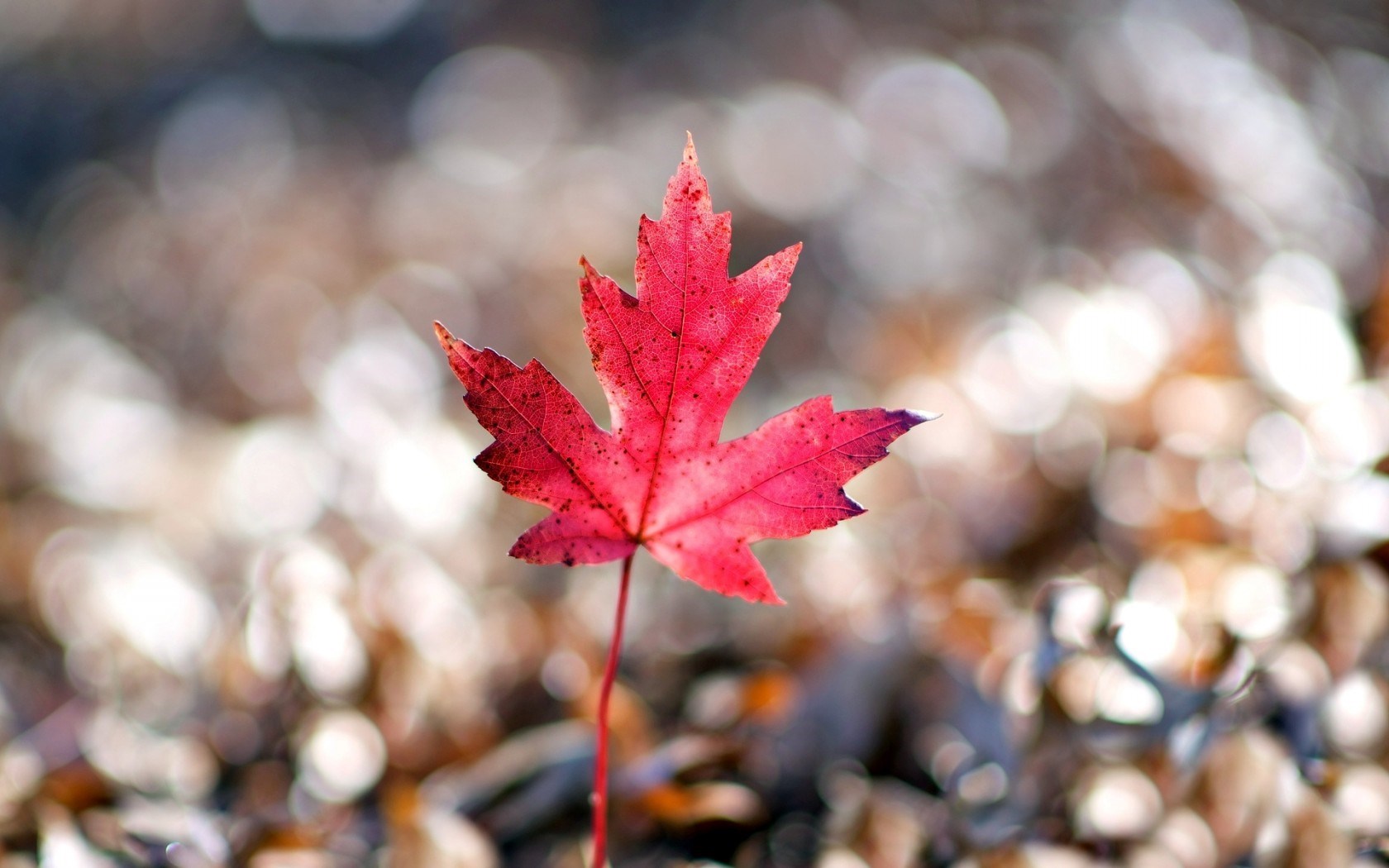 www beautiful wallpaper com,leaf,red,tree,maple leaf,plant