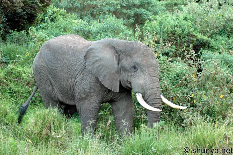 www hermoso fondo de pantalla com,elefante,animal terrestre,fauna silvestre,elefantes y mamuts,elefante indio