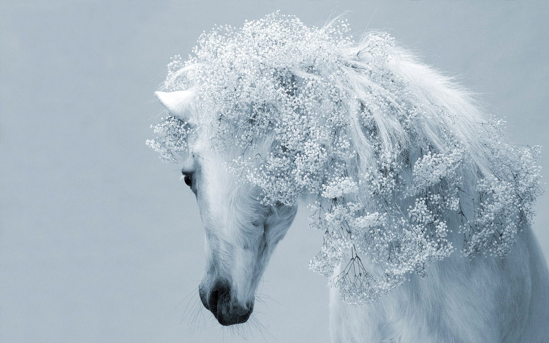 beau fond d'écran blanc,gelé,hiver,la photographie,gel,la glace