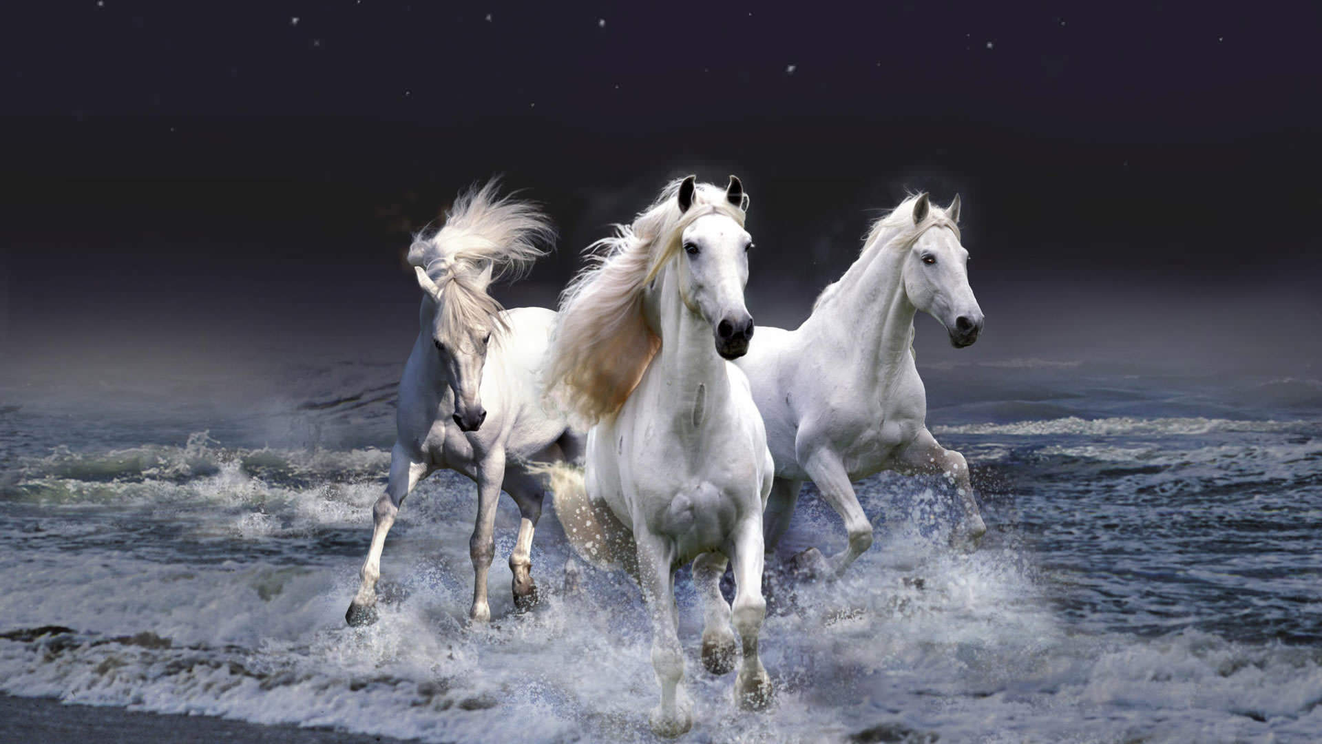 beau fond d'écran blanc,cheval,crinière,étalon,cheval mustang,jument