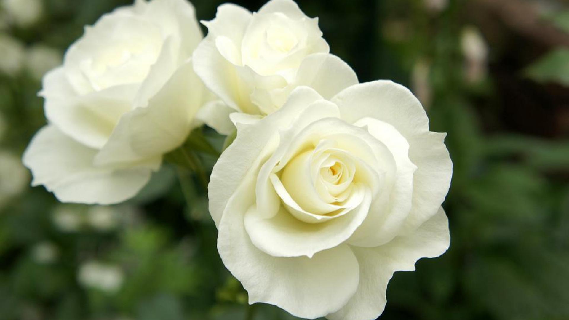 beautiful white wallpaper,flower,flowering plant,julia child rose,white,rose